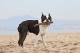 BOSTON TERRIER 397